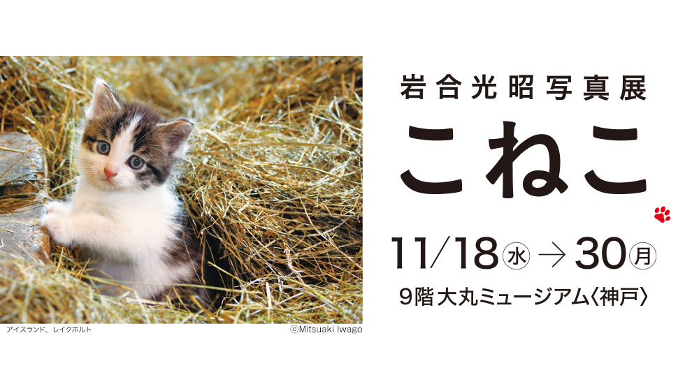 岩合光昭写真展 こねこ 大丸ミュージアム 神戸旧居留地オフィシャルサイト